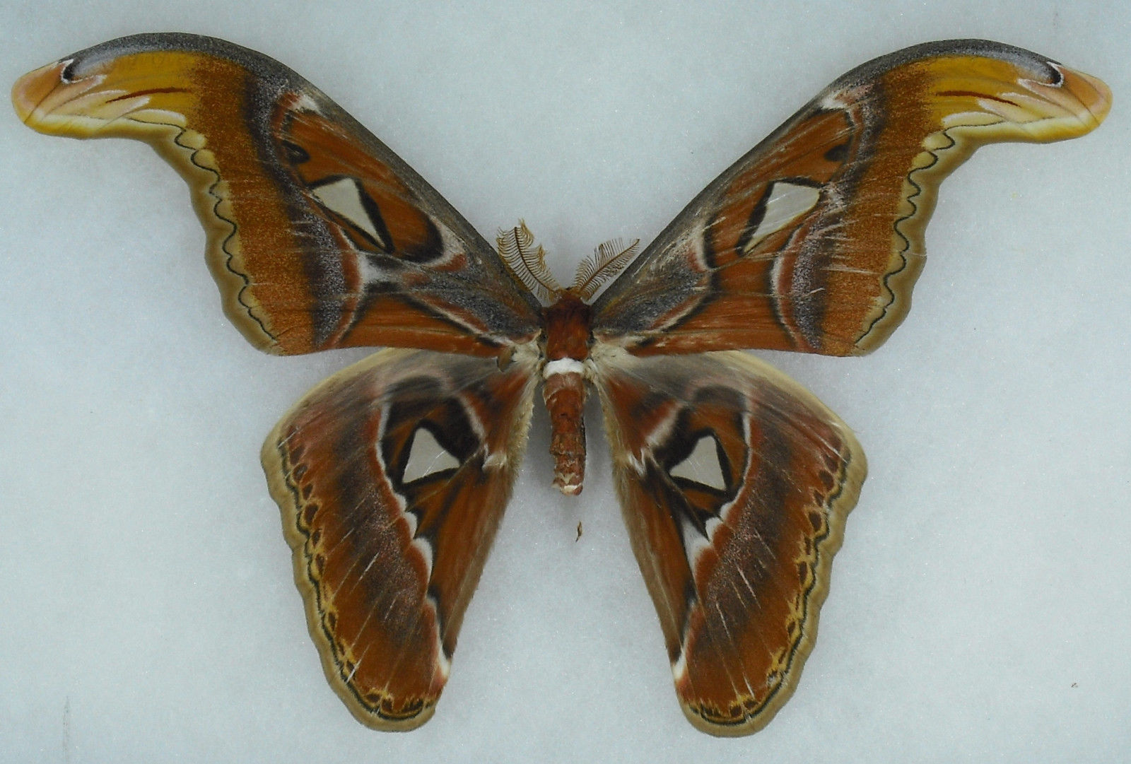 Attacus atlas formosana male (aberration) [Internet image property of respective owner, non commercial use only]